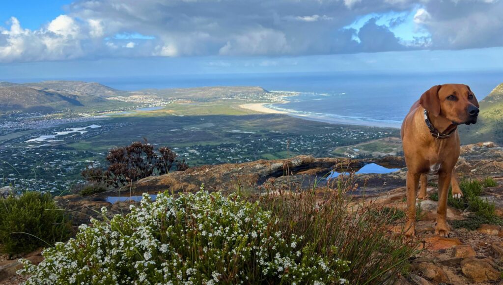 A dog standing above Cape Town with the ocean in the distance