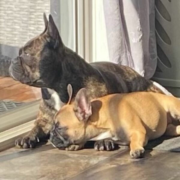 Two dogs resting in the sun